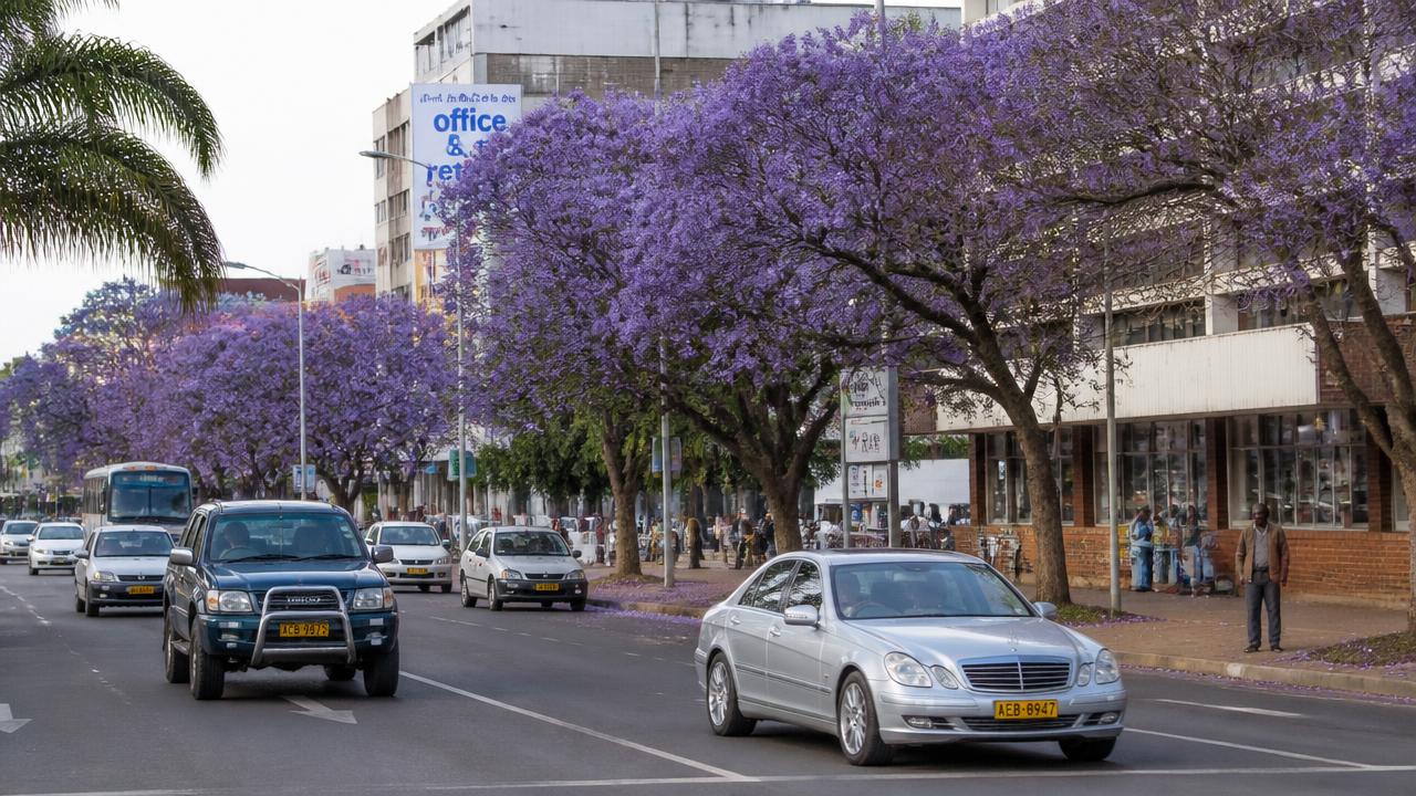 Vehicles travelling on the left side of a jacaranda-lined Harare avenue with painted lane markings.